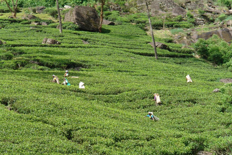   –    -,   (Nuwara Eliya - tea pluckers at work, Sri-Lanka).